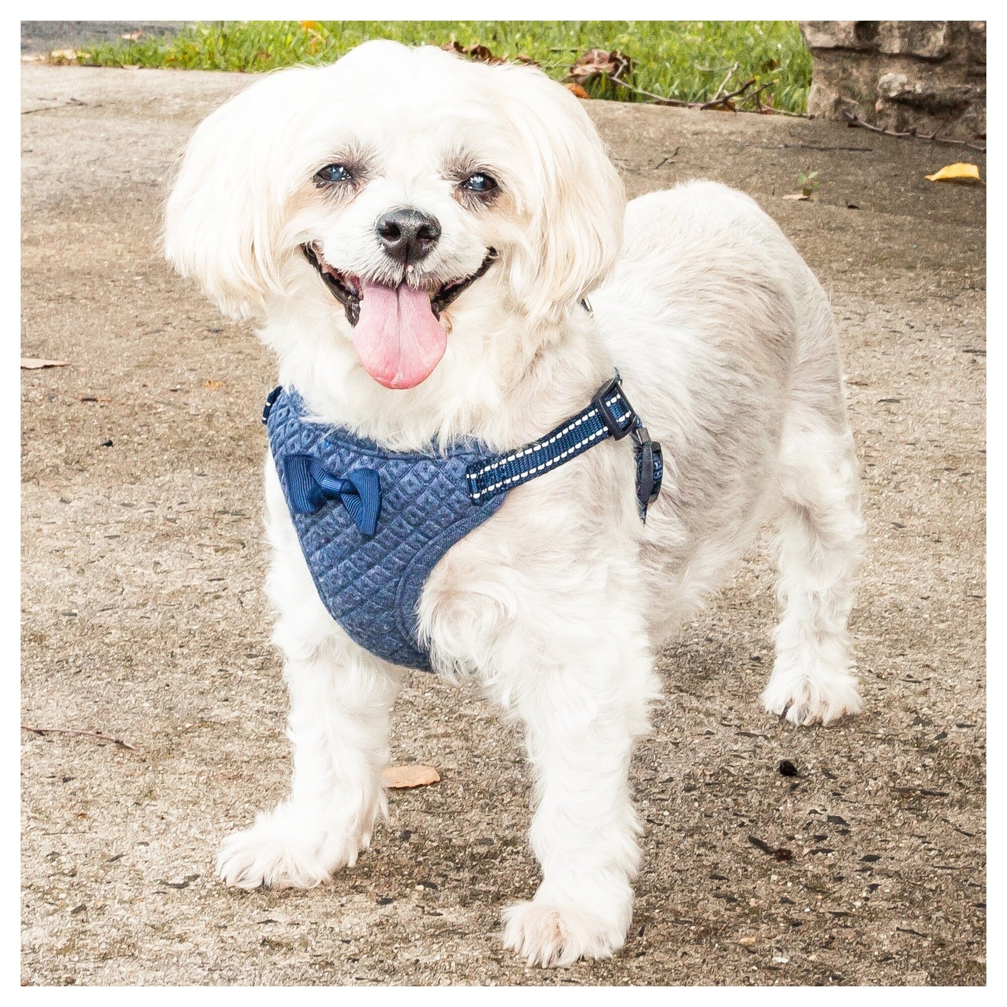 Pet Life ®  'Flam-Bowyant' Mesh Reversed and Adjustable Dog Harness