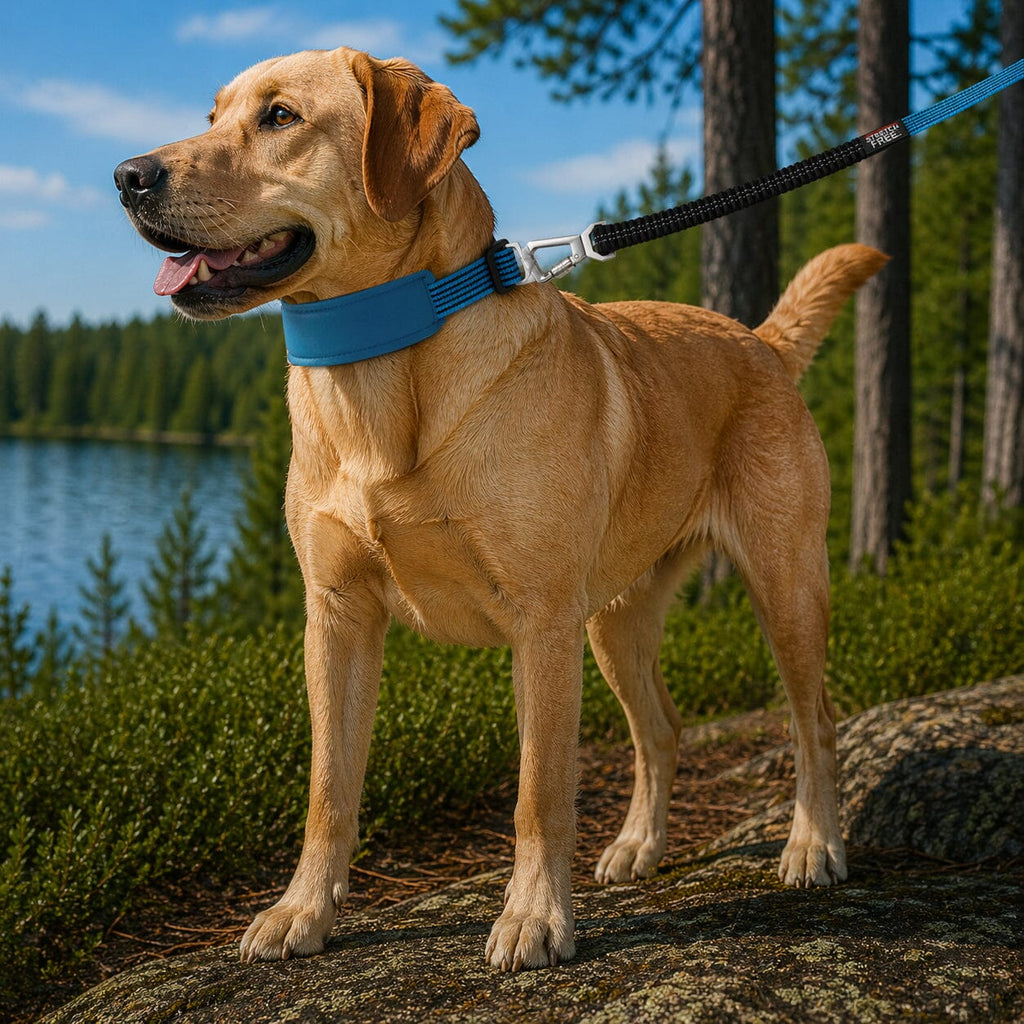 Pet Life ® 'Geo-prene' 2-in-1 Shock Absorbing Neoprene Padded Reflective Dog Leash and Collar