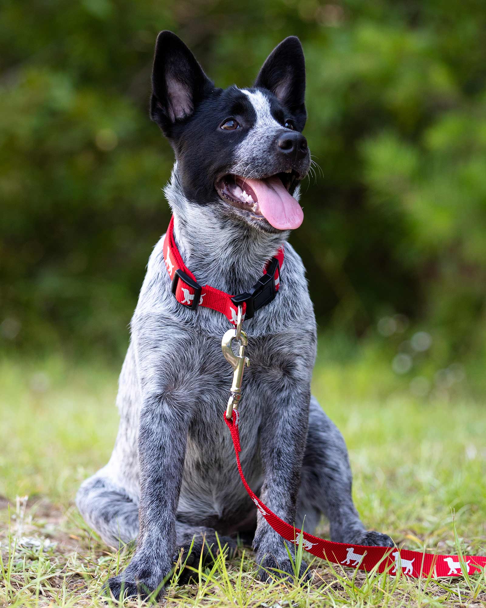 Jeffers Reflective Dog Collar