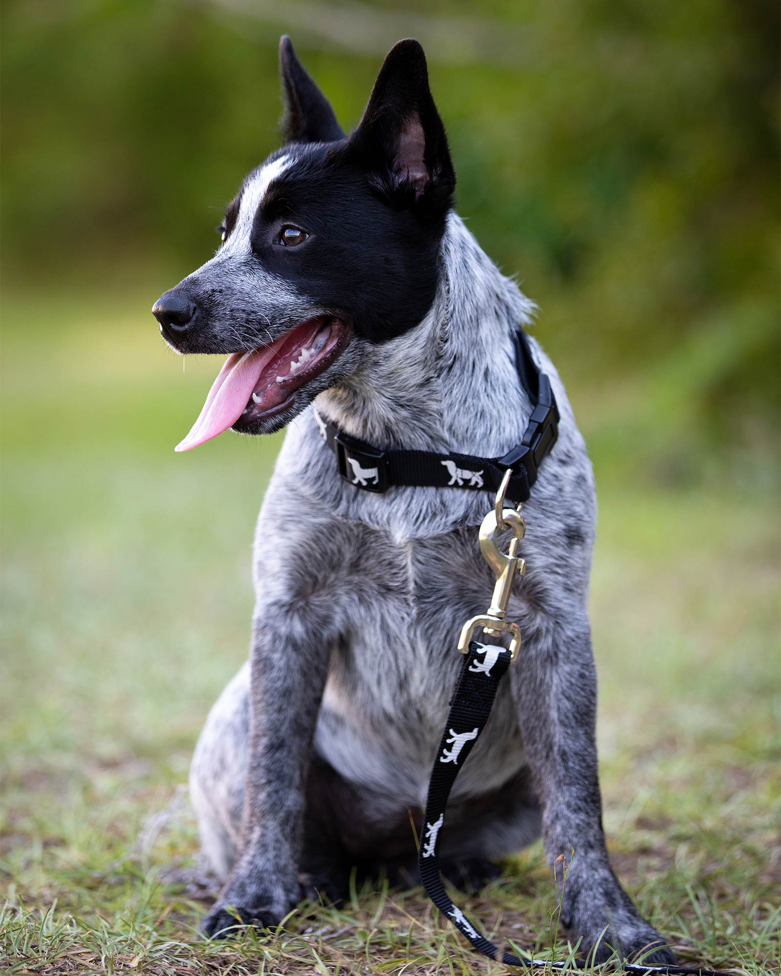 Jeffers Reflective Dog Collar