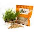 Organic Winter Rye Seeds, Non-GMO, Glyphosate Free, Organic.