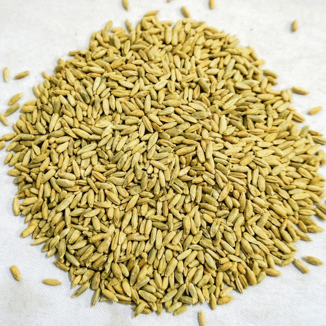 Organic Winter Rye Seeds, Non-GMO, Glyphosate Free, Organic.