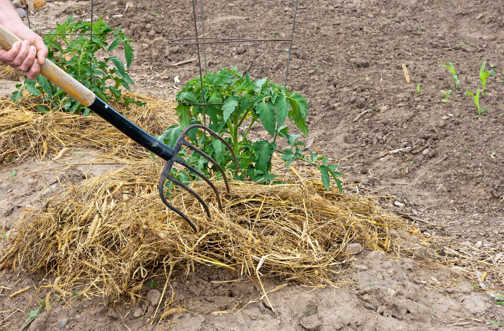 100% Natural Wheat Straw - Glyphosate Free