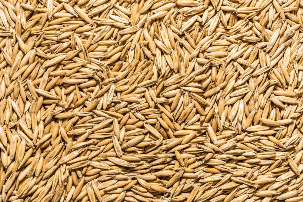 Oat Seed, USDA Certified Organic, Glyphosate Free
