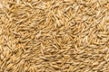 Oat Seed, USDA Certified Organic, Glyphosate Free