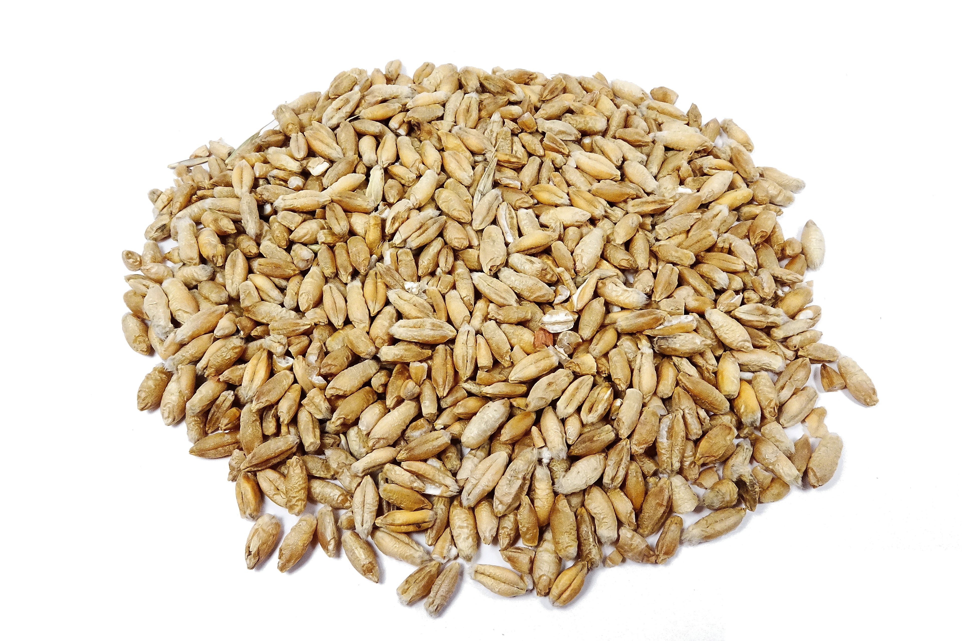Thunder Acres Organic Non-GMO Triticale Seed - Glyphosate Free
