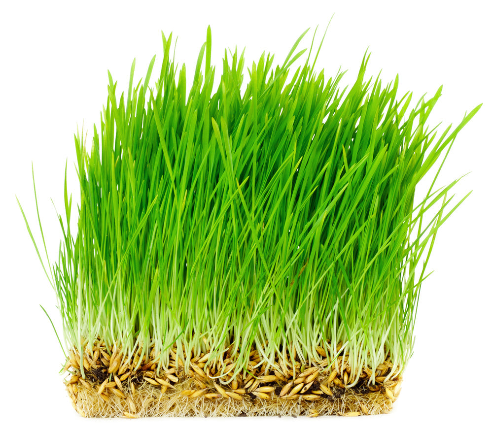 Oat Seed, USDA Certified Organic, Glyphosate Free